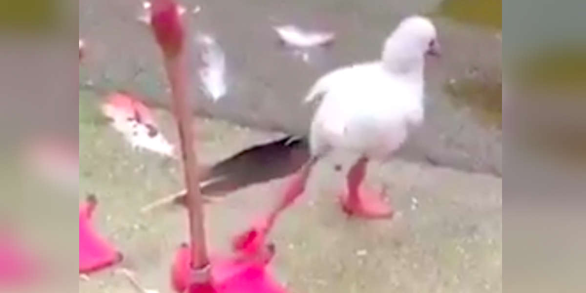 Adorable Video Shows Baby Flamingo Learning To Stand On One Leg The Dodo