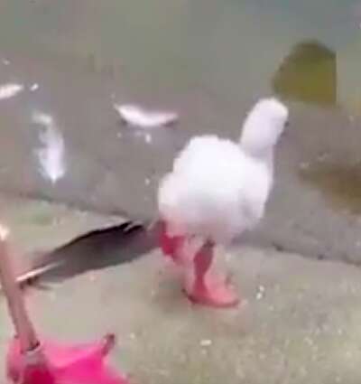 Baby flamingo learning to stand on one leg