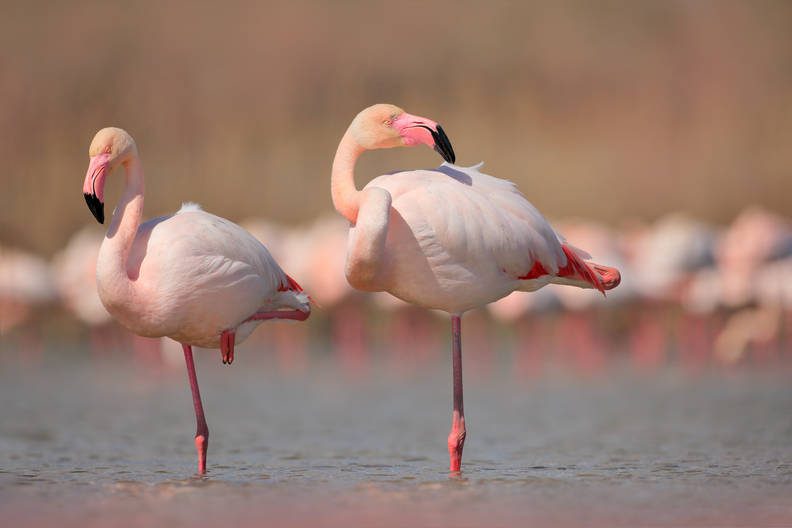 Adorable Video Shows Baby Flamingo Learning To Stand On One Leg - The Dodo