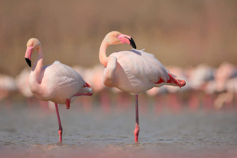 Adorable Video Shows Baby Flamingo Learning To Stand On One Leg The Dodo