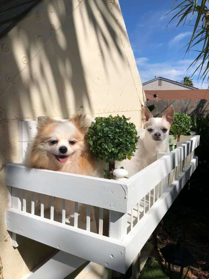 Dogs on the balcony of their mansion