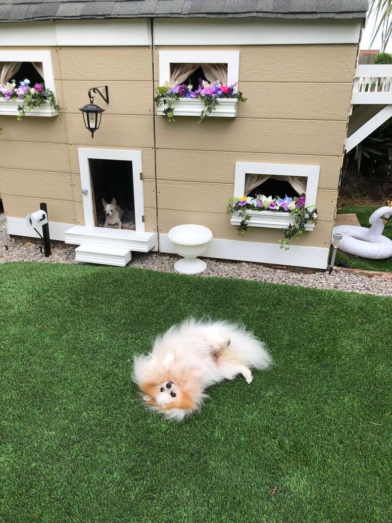 Dogs enjoying their backyard mansion