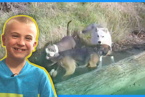 Boys Help Dogs Save Their Friend From Water