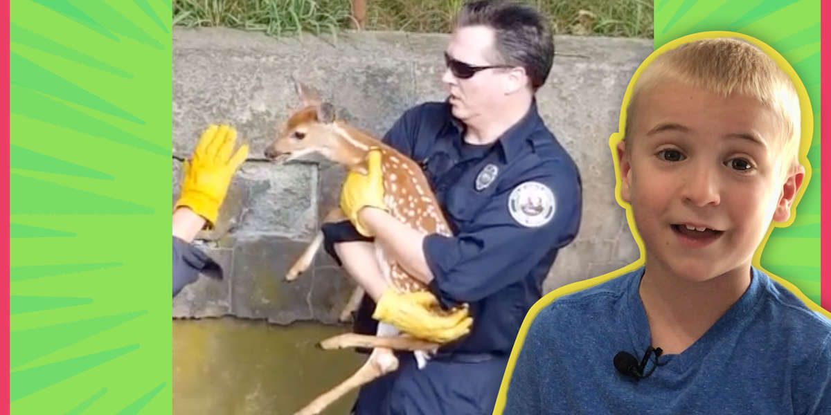 Neighbors Help Baby Deer Who Fell In A Ditch Find His Mom Again ...