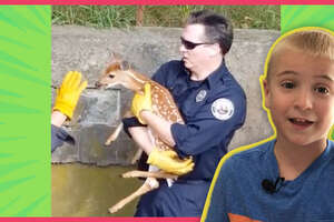 Neighbors Help Baby Deer Who Fell In A Ditch Find His Mom Again