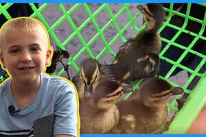 Neighbors Save Little Ducklings From Storm Drain And Bring Them Back To Mom