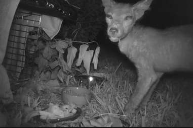 Naked fox captured by rescuers