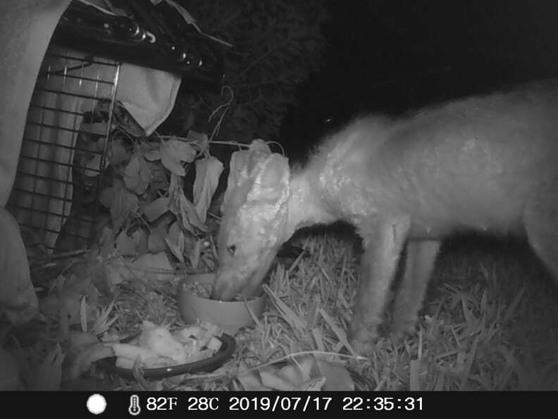 Hairless fox eats food in trap