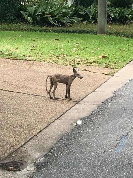 A fox suffering from mange in Ocean Springs, Mississippi