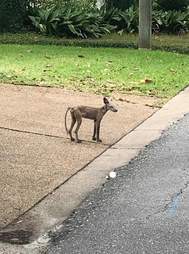 People Spot A Mysterious Naked Animal In Need Of Help The Dodo