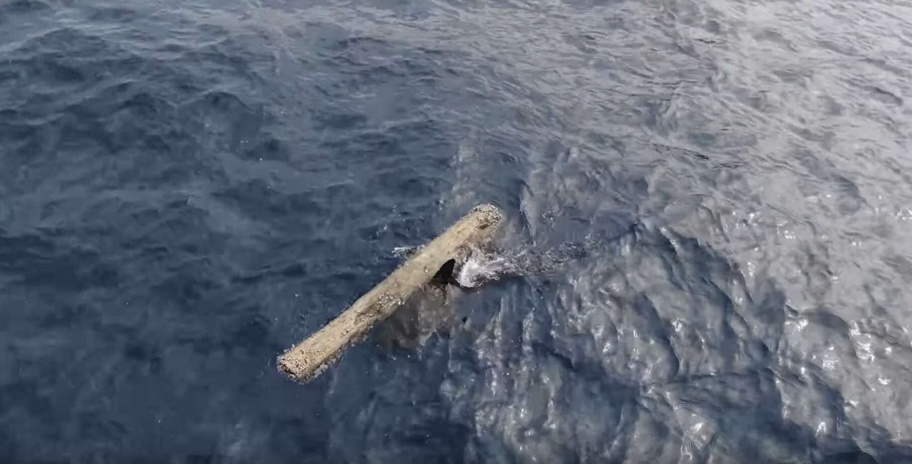 shark rubs on log