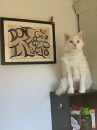 cat pees in heart shape