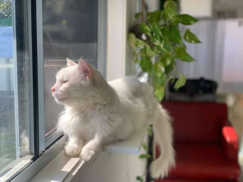 cat pees in shape of heart