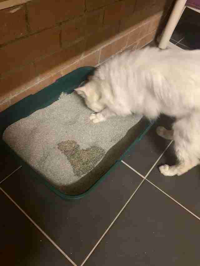 Rescue Cat Pees In Shape Of Heart The Dodo