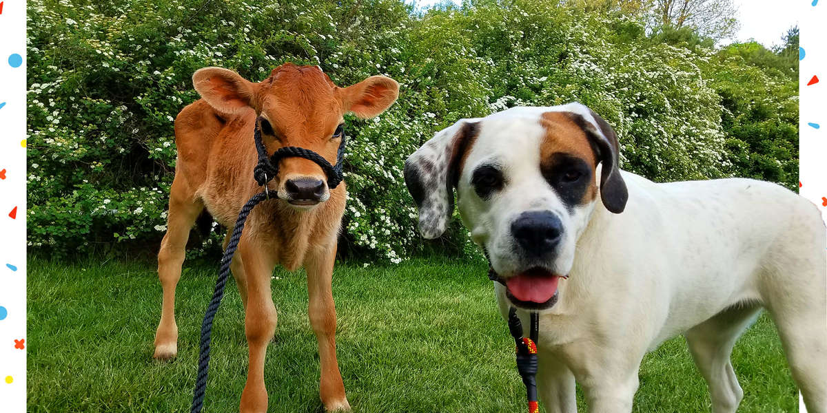 Colton The Dog Nibbles On Bucket The Cow’s Ears Videos The Dodo