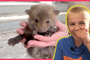 Little Baby Foxes Saved From Under Deck