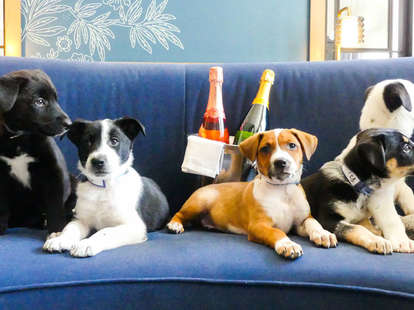 puppies and prosecco