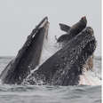 Sea Lion's Friends Will Never Believe Story Of His Crazy Whale Encounter