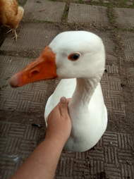 Salt the guard goose gets pets