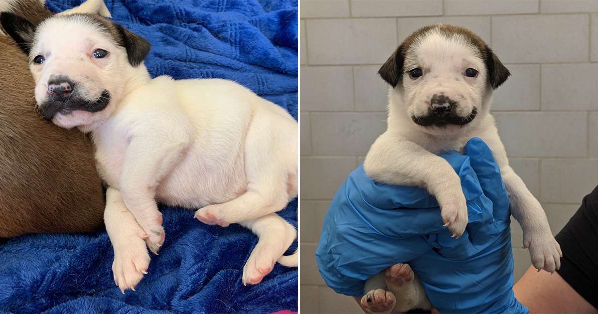 This Shelter Puppy Has The Most Perfect Handlebar Mustache The Dodo
