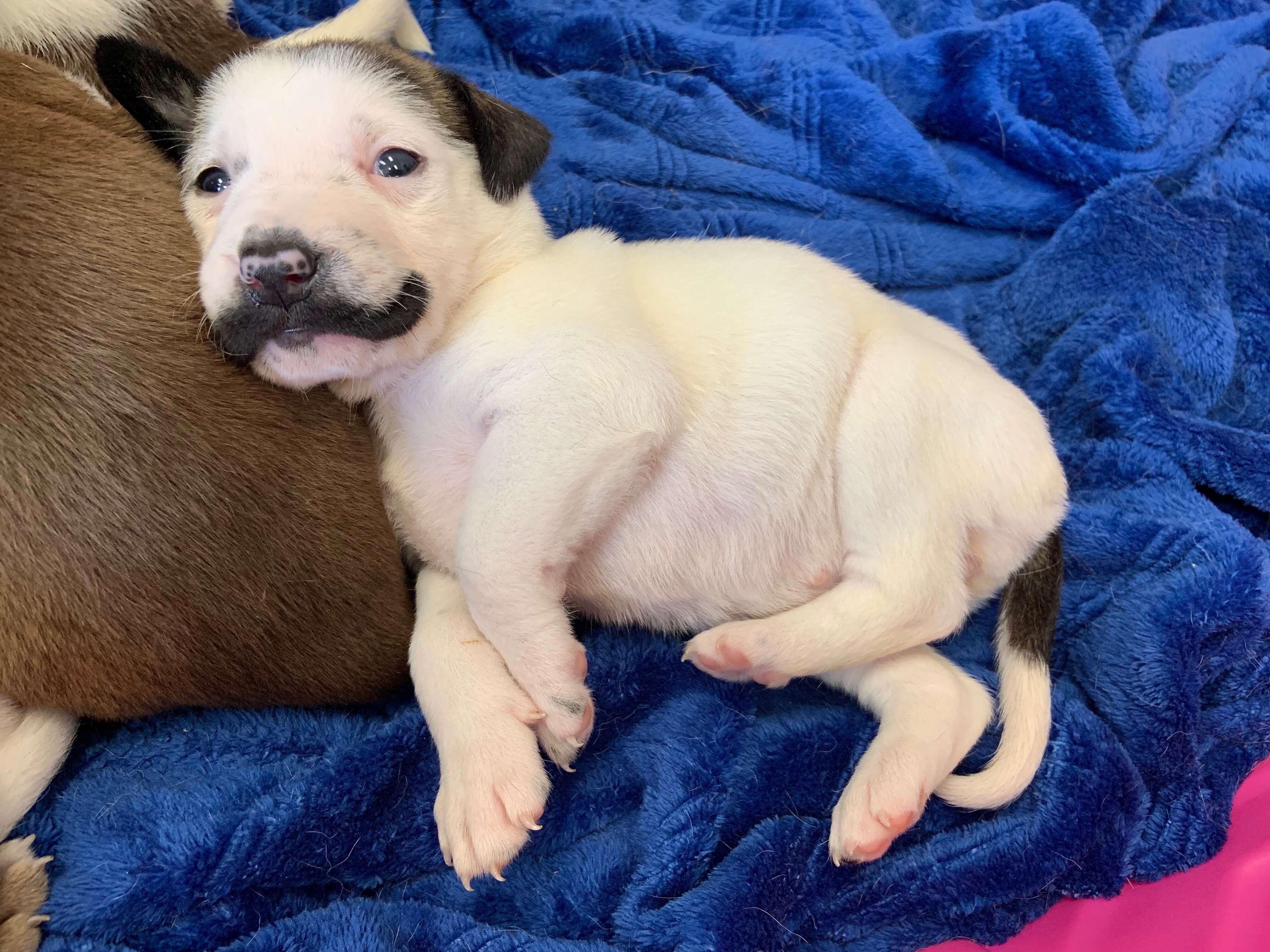 Salvador Dolly relaxes at her foster home in Texas