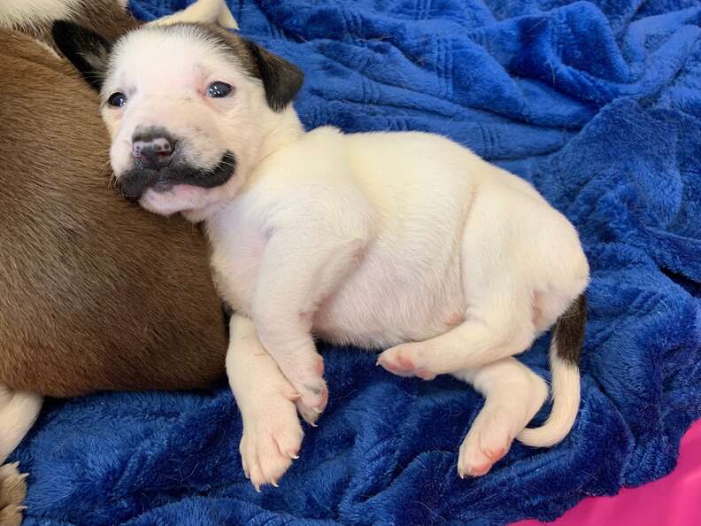 This Shelter Puppy Has The Most Perfect Handlebar Mustache - The Dodo