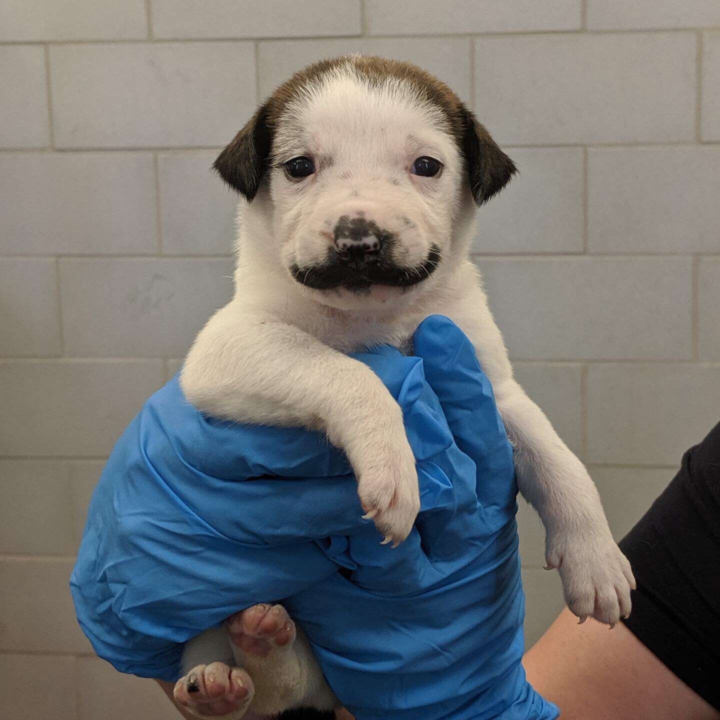 Puppy born with handlebar mustache