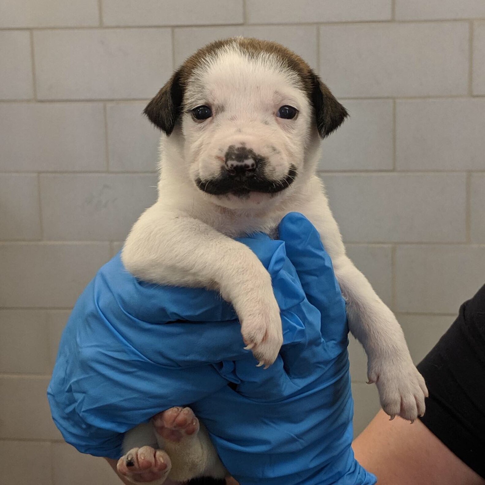 This Shelter Puppy Has The Most Perfect Handlebar Mustache The Dodo