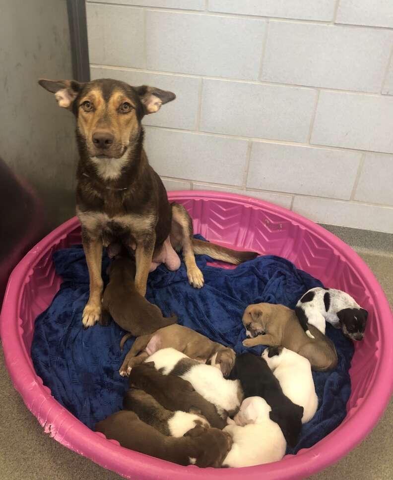 Mustache puppy's family at Dallas Animal Services