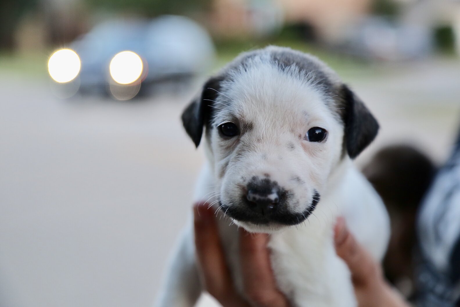 This Shelter Puppy Has The Most Perfect Handlebar Mustache The Dodo