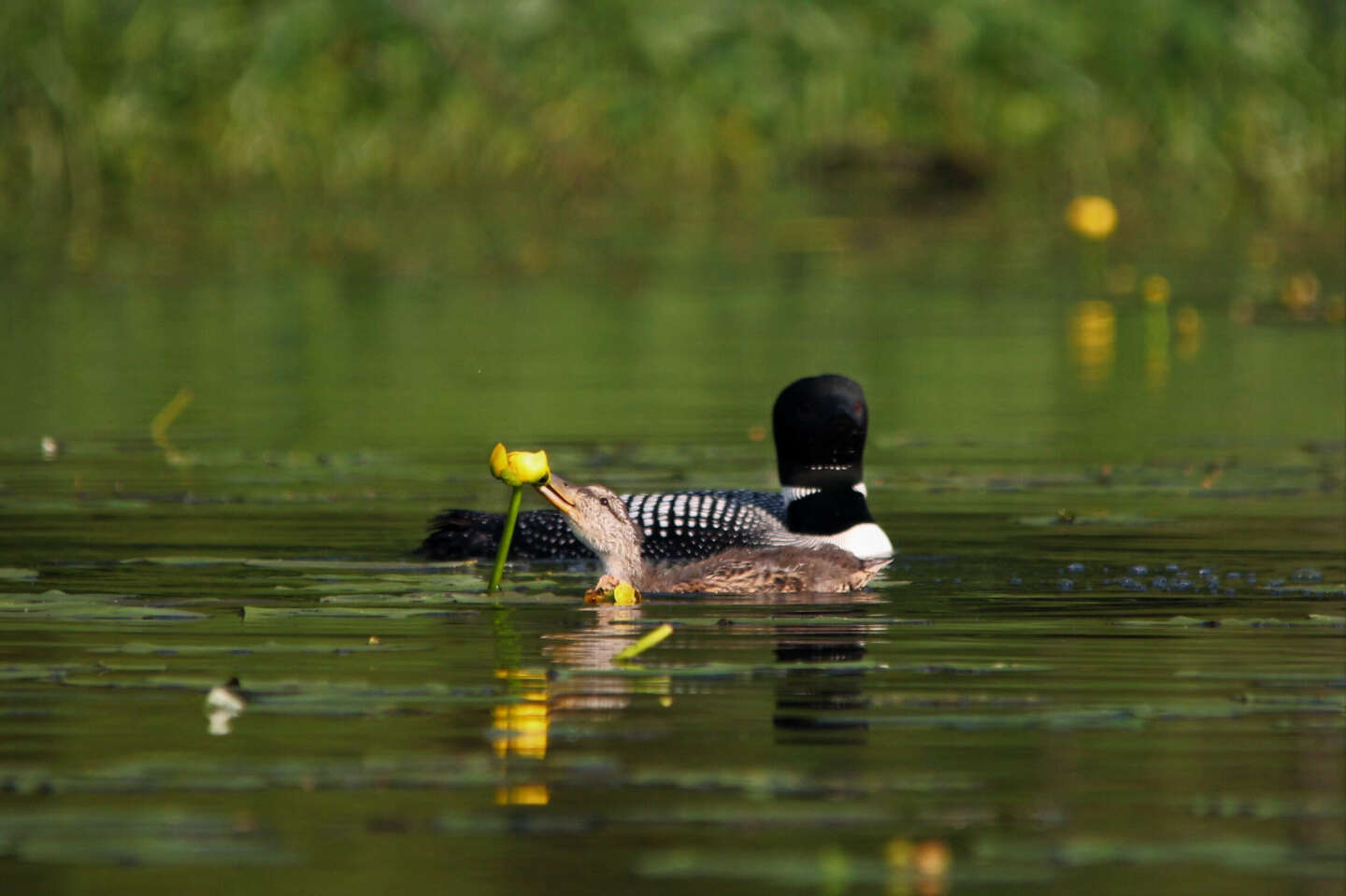 loons adopt duckling