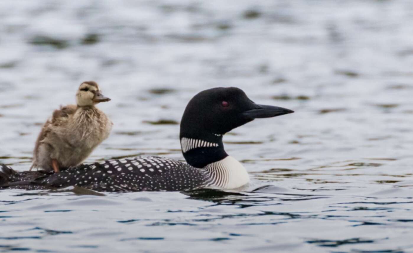 loons adopt duckling