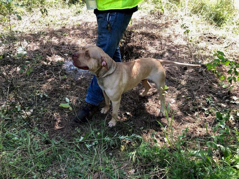 dog tied to tree