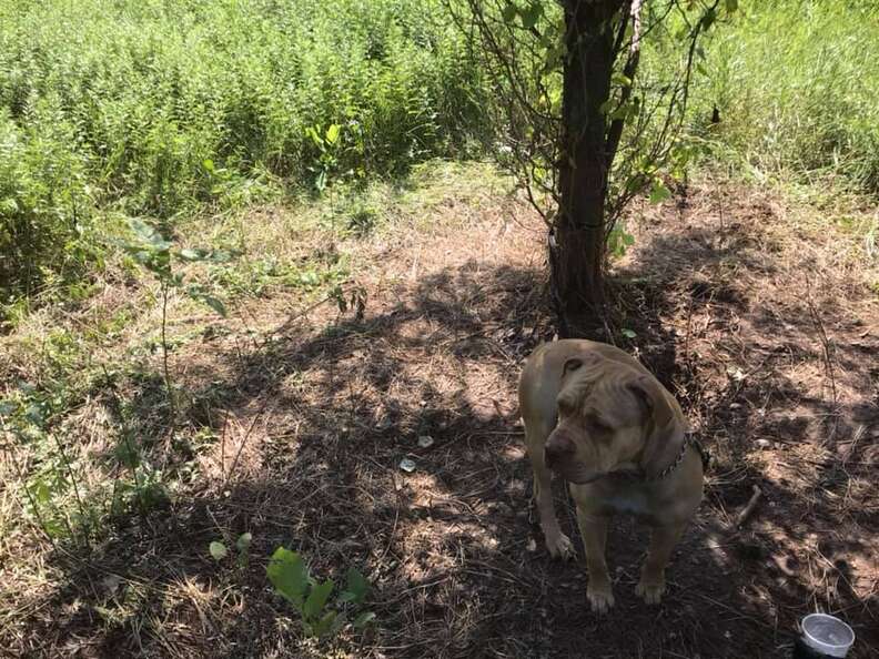 dog tied to tree