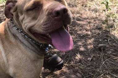 dog tied to tree