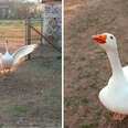 'Security Guard' Goose Gets So Excited To See His Favorite Friend