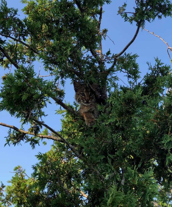 bobcat on roof