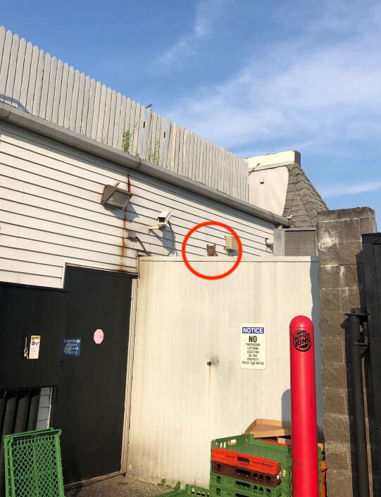 bobcat on roof