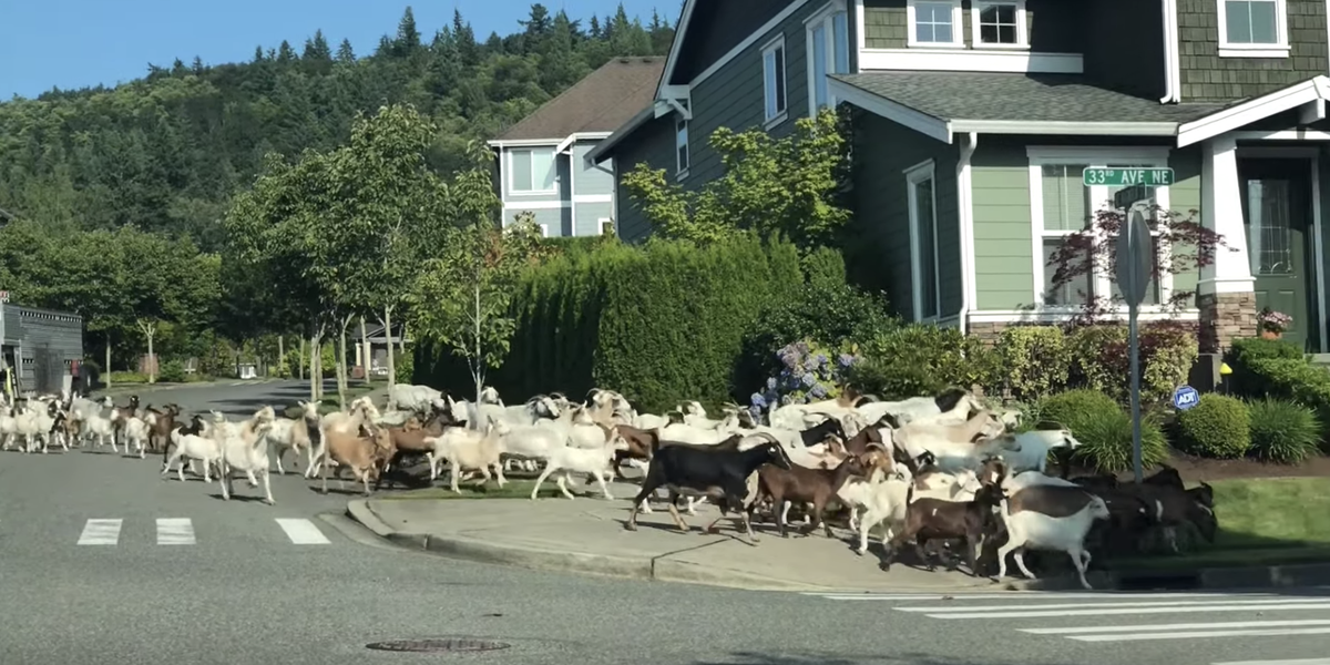 200 Goats Escape Into Nearby Neighborhood - The Dodo