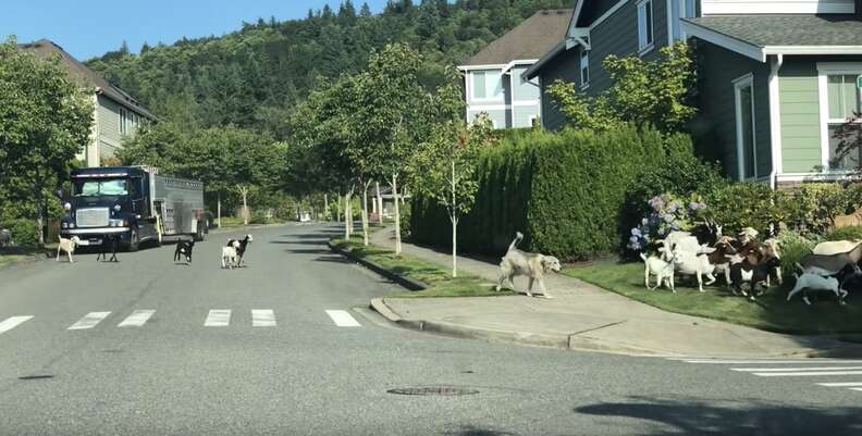 200 goats escape