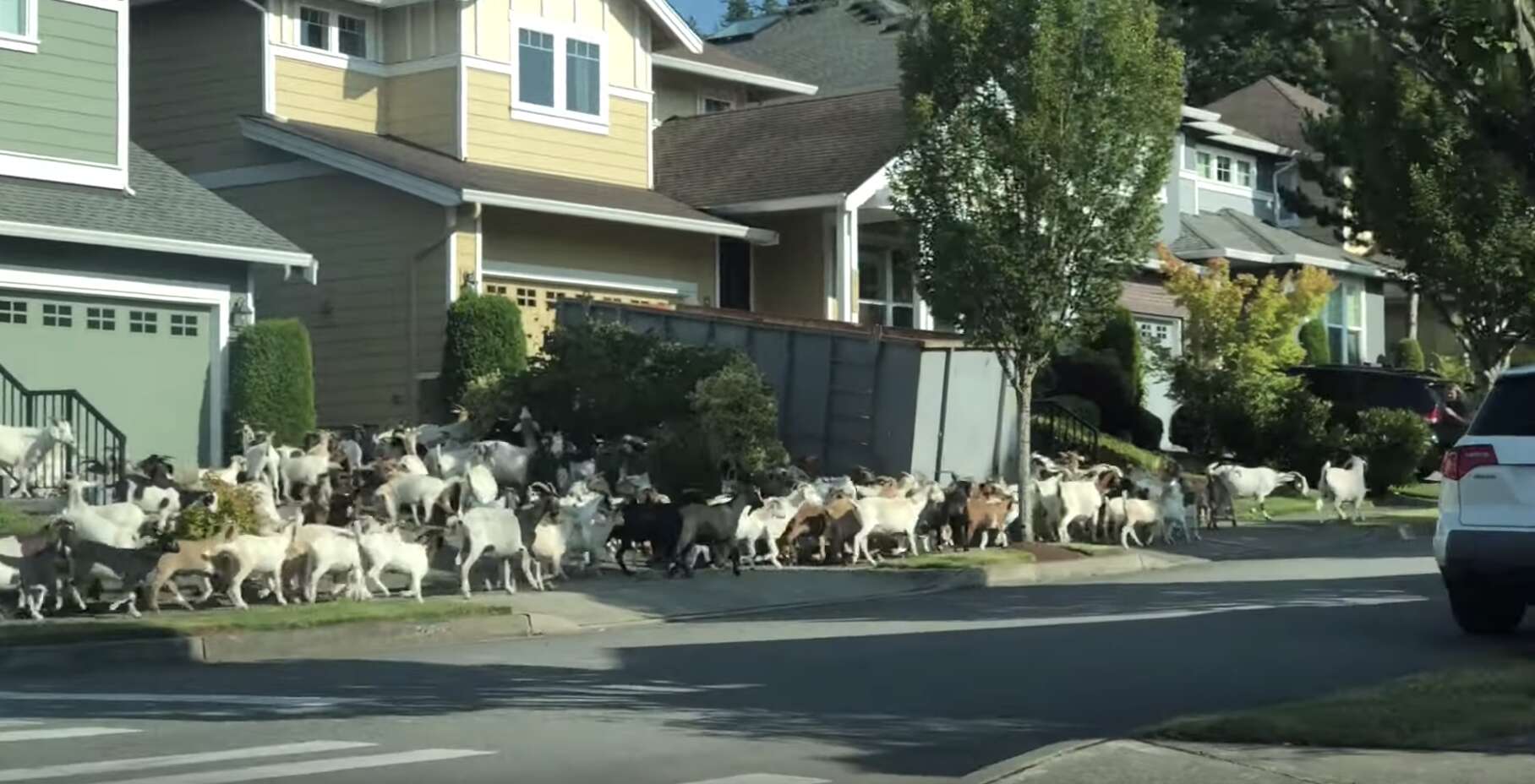 200 goats escape