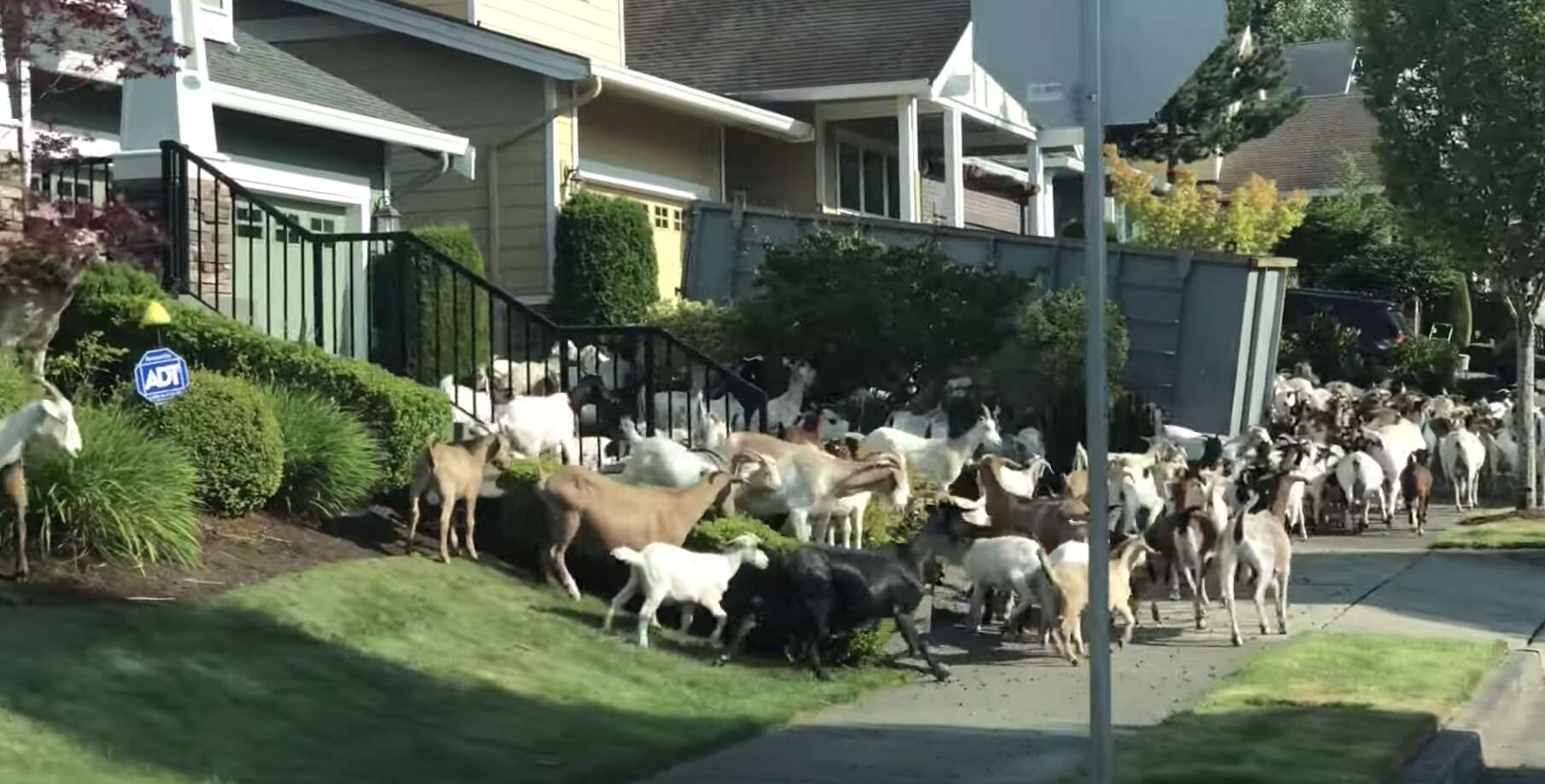 200 goats escape