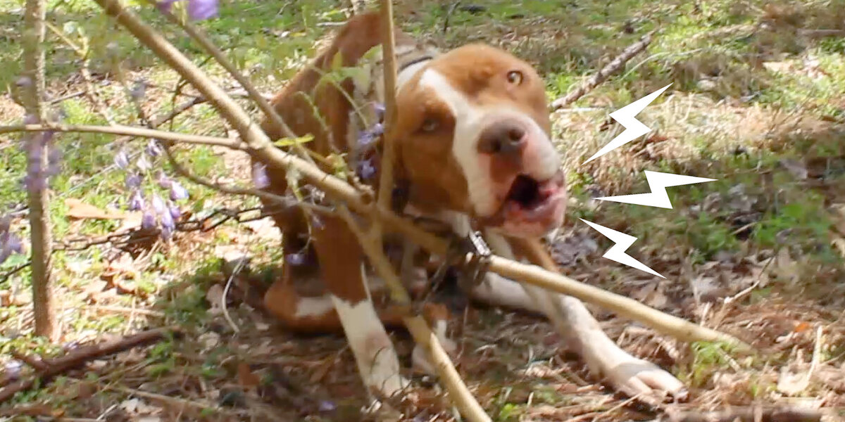 Pittie Chained To Tree Transforms Into The Happiest, Prettiest Girl - Videos - The Dodo