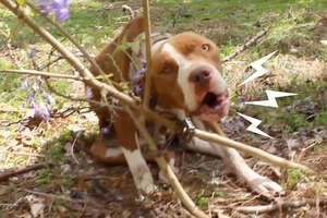 Pittie Chained To Tree Transforms Into The Happiest, Prettiest Girl