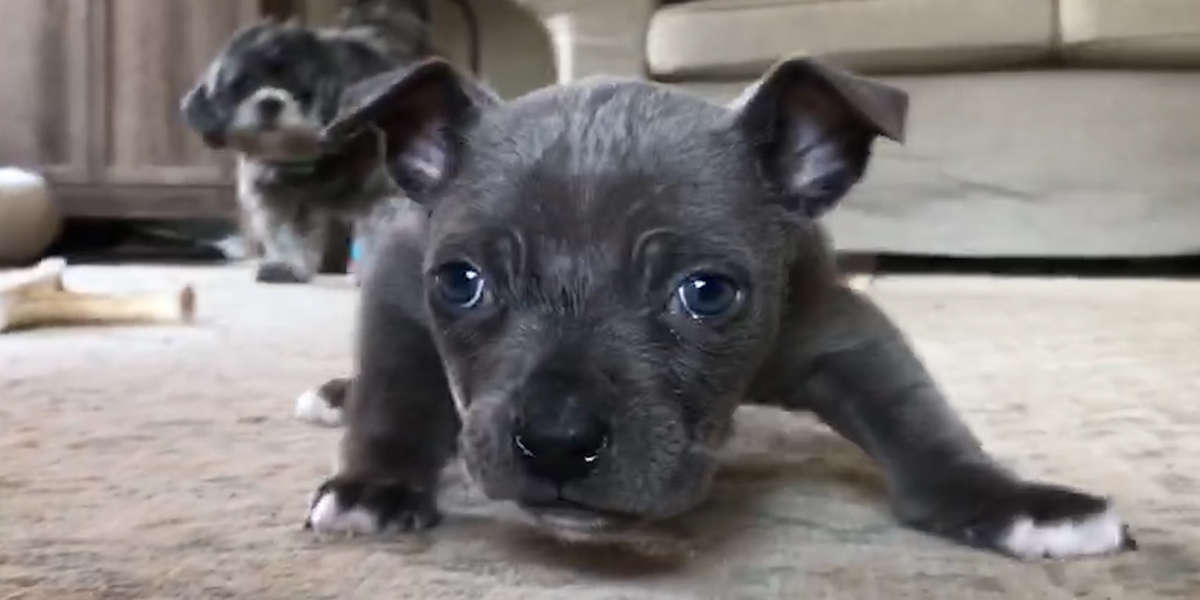 Teeny Pittie Puppy Who Couldn't Walk Teaches Himself To Run - Videos ...