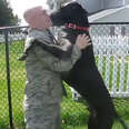 Loyal Dogs Welcome Their Soldier Parents Home