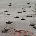 Sea Turtles Hatch in Hunting Island, South Carolina 