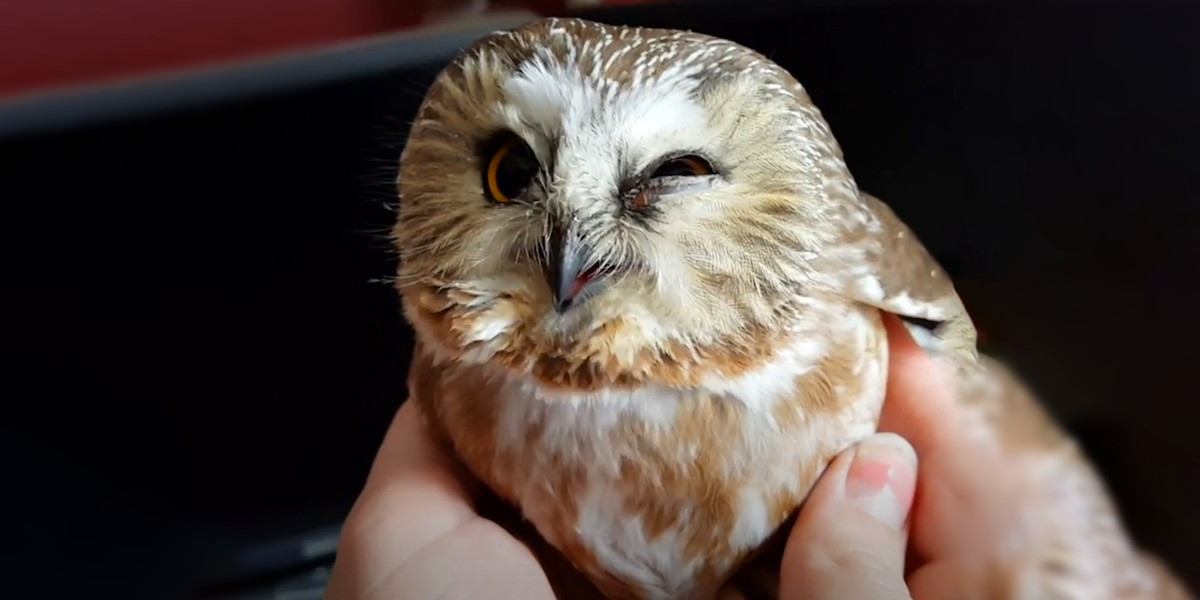 Adorable Owl Gets Nursed Back to Health After Crashing Into Window ...