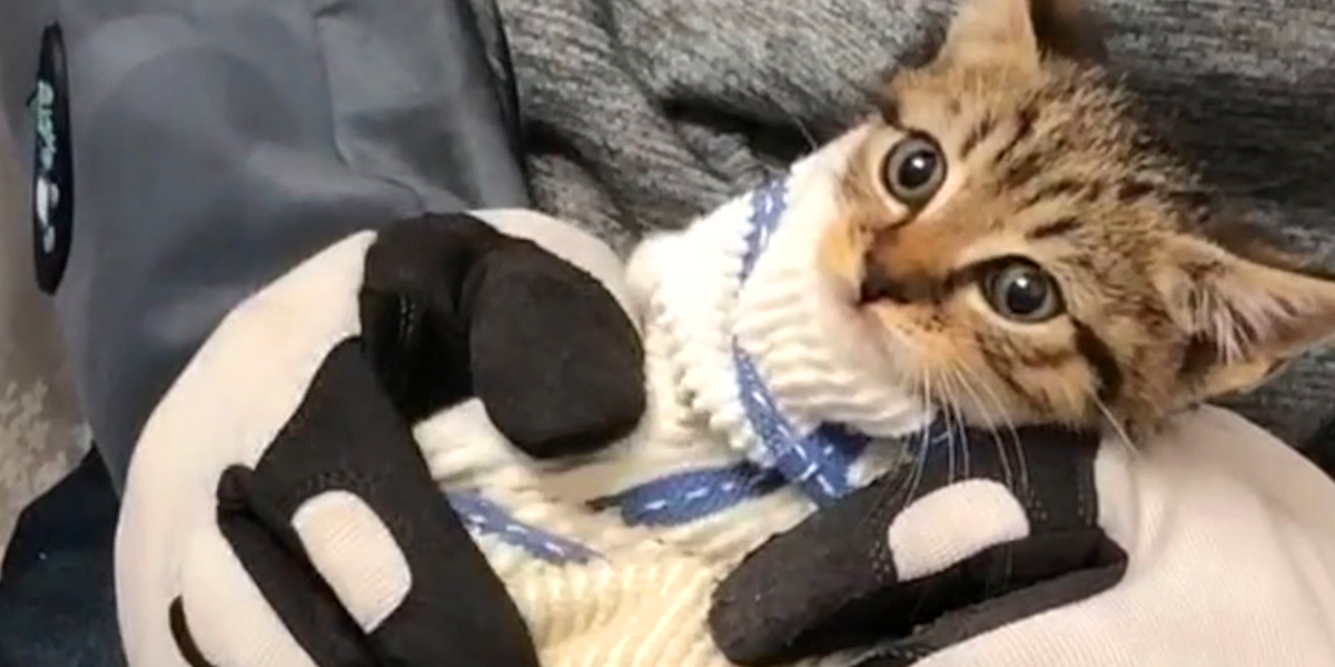 Feral Kitten Becomes The Most Loving Cat - Videos - The Dodo