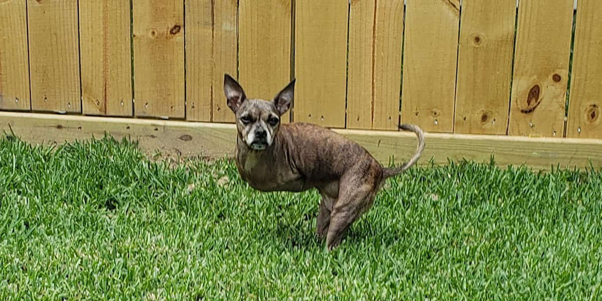 This Little Dog Hops Like A Kangaroo Videos The Dodo